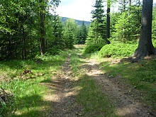 Lesn cesta