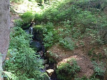 Lesn bystinka