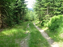 Lesn stezka