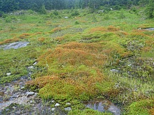 Raelinit