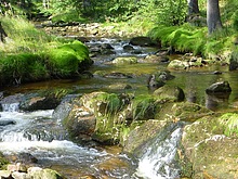 Trasa vede d�le lesem