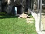 Liberec - ZOO - Liberec - ZOO (foto 3)