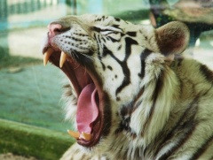 Liberec - ZOO, Aquapark Babylon Liberec